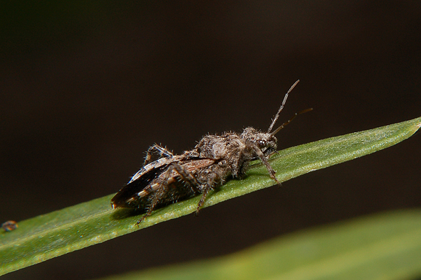 Coranus griseus